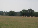 Deer in front of distant Knepp castle